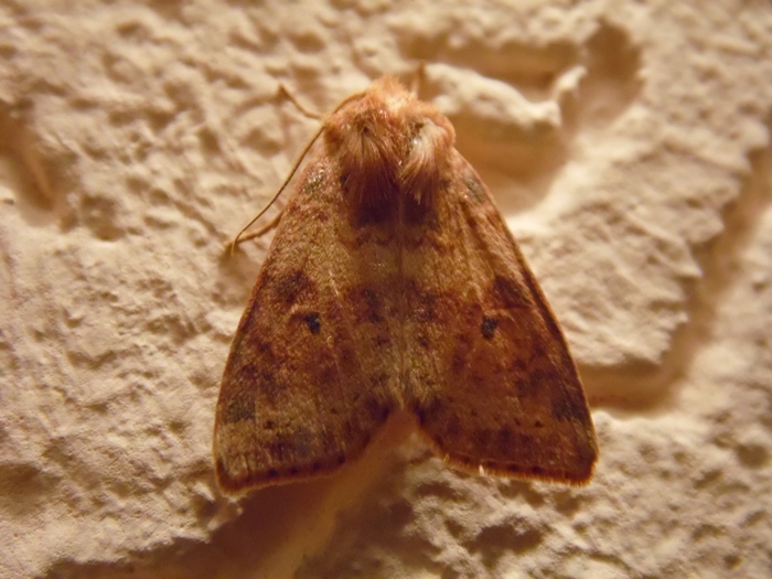 Noctuidae da determinare